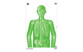 Allen Company, Imposing Figures EZ Aim, Paper Targets, 8 Pack, 12"X18", Assorted Colors